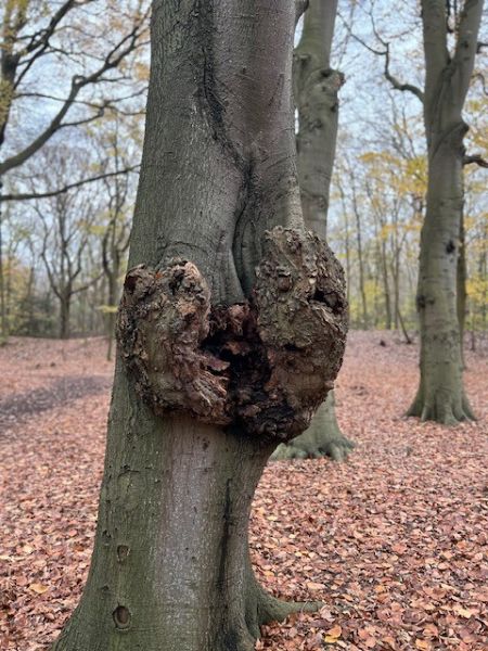 Gedicht Volmaakte imperfectie